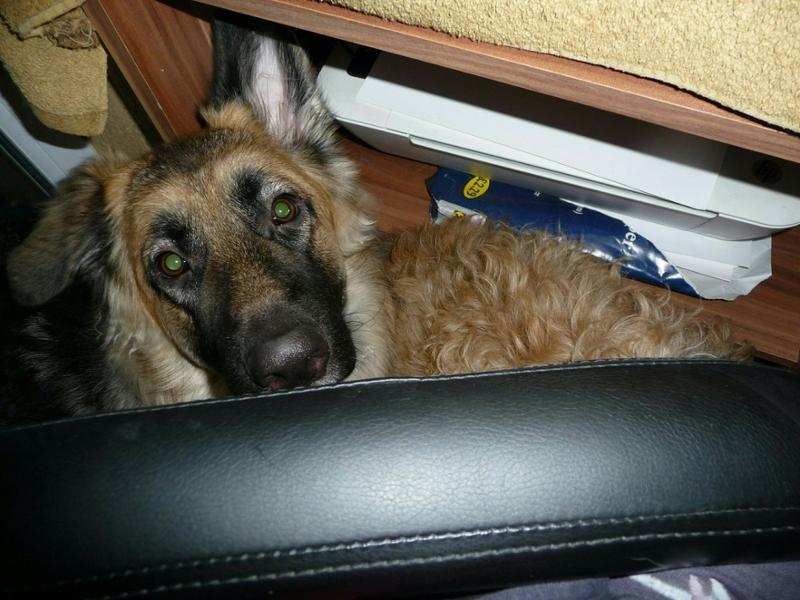Metacam Oral Suspension for Dogs