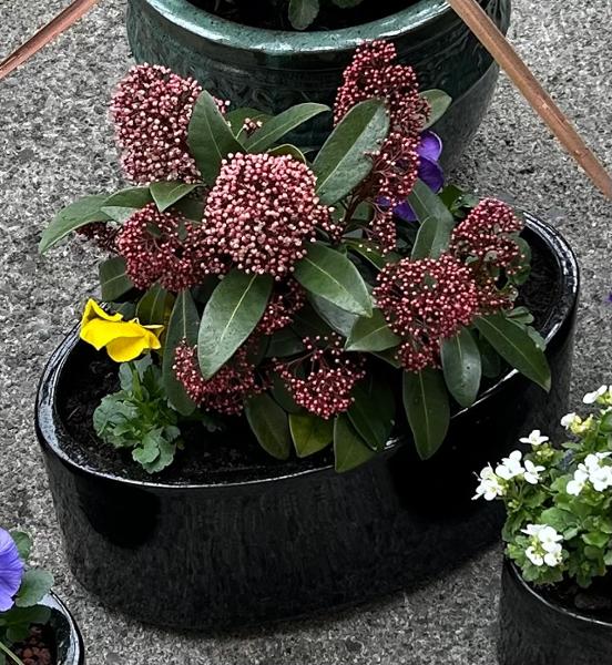 Cambridge Glazed Trough Blue 46cm