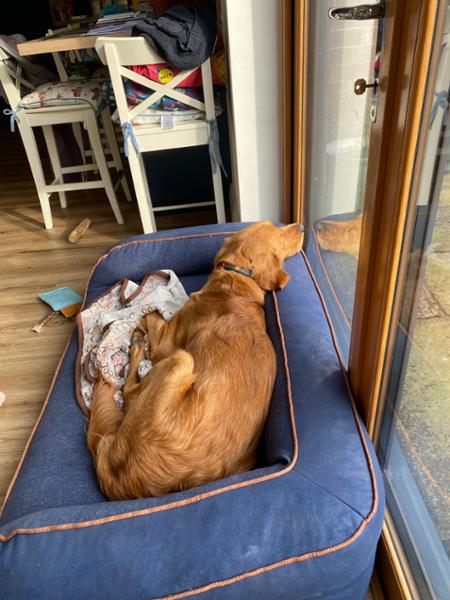 Best dog bed ever!