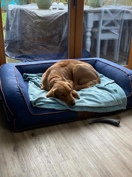 Best dog bed ever!