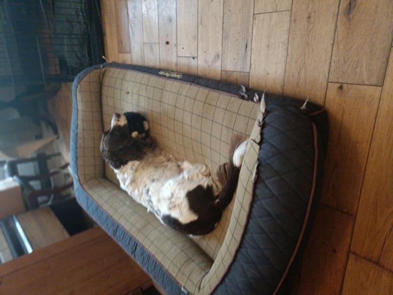 Beckley Dog Sofa Bed - Demitasse - Medium - Bed with Memory Topper Mattress - George Barclay