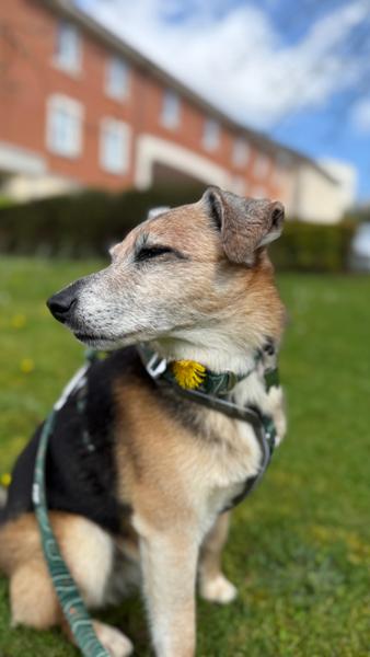 Tribal has been a lifesaver for my fussy dog!