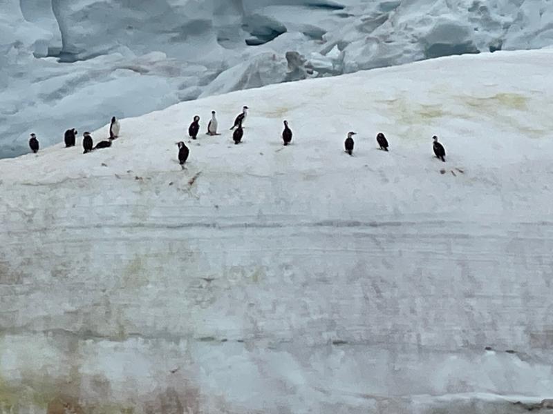 5157-Highlights of Antarctica