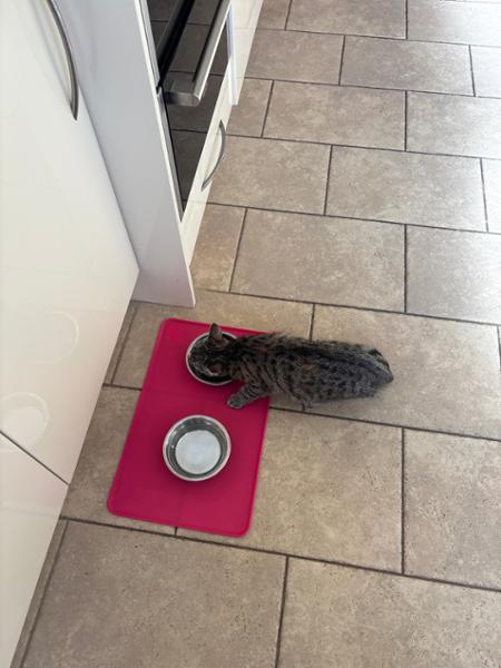 Rich in Rabbit Enriched with Marigold Wet Cat Food for Kittens