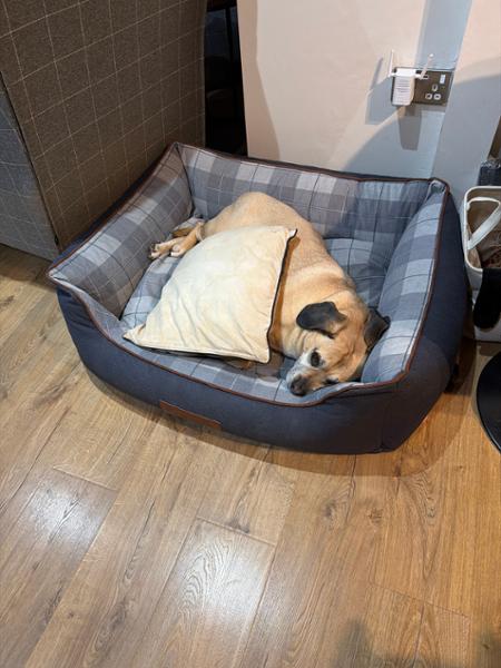Heritage Orthopaedic Walled Dog Bed - Saphire - Large - Bed with Orthopaedic - Blended Memory Foam Particles - George Barclay