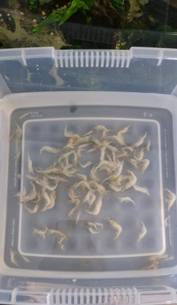Swell Live River Shrimp 1.2L