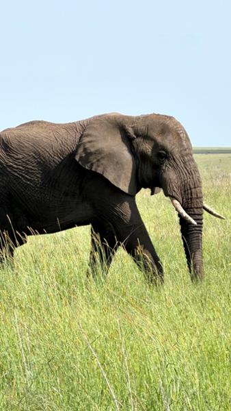 African Travel Inc.