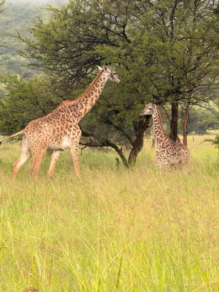 African Travel Inc.