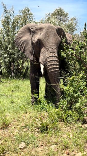 African Travel Inc.