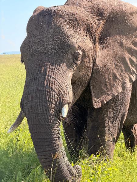 Discover Kenya & Tanzania Educational (Lenz)