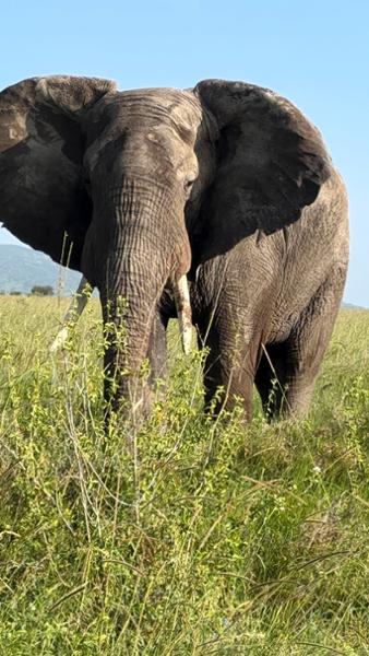 Discover Kenya & Tanzania Educational (Lenz)