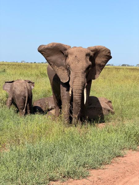 Discover Kenya & Tanzania Educational (Lenz)