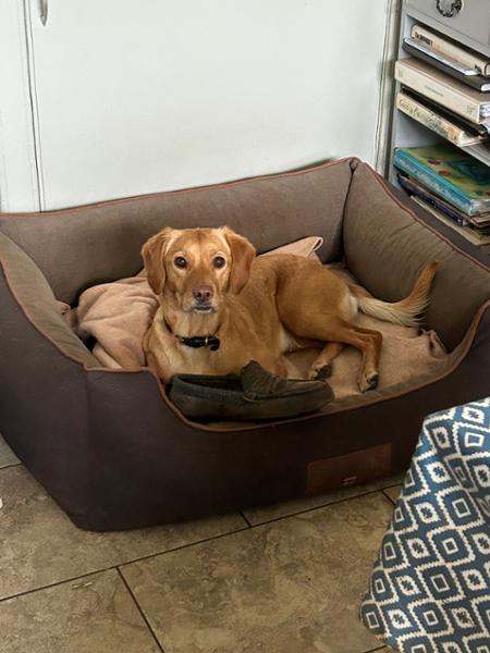 Monxton Orthopaedic Walled Dog Bed - Mocha/Sable - Medium - Bed with Orthopaedic - Blended Memory Foam Particles - George Barclay