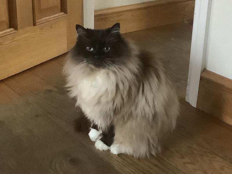 Frontline PLUS Spot On Cat