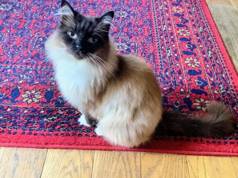 Frontline PLUS Spot On Cat