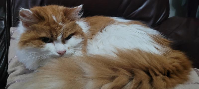 Amodip 1.25mg Chewable Tablets For Cats