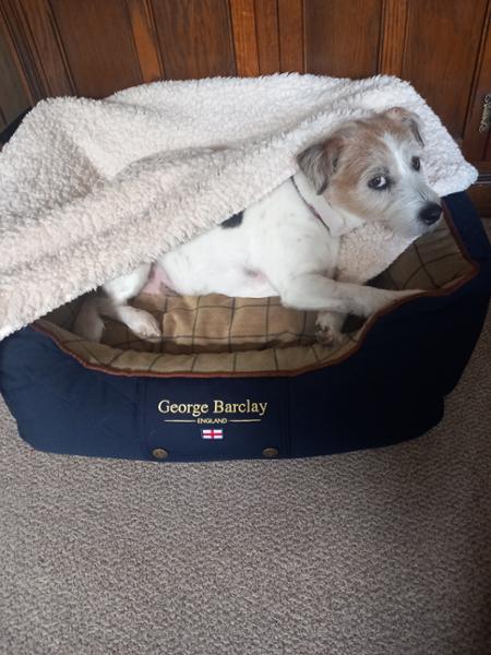 Country Orthopaedic Walled Dog Bed - Midnight Blue - Small - Bed with Orthopaedic - Blended Memory Foam Particles - George Barclay