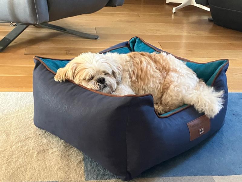 Beckley Orthopaedic Walled Dog Bed - Aquamarine - Small - Bed with Orthopaedic - Blended Memory Foam Particles - George Barclay