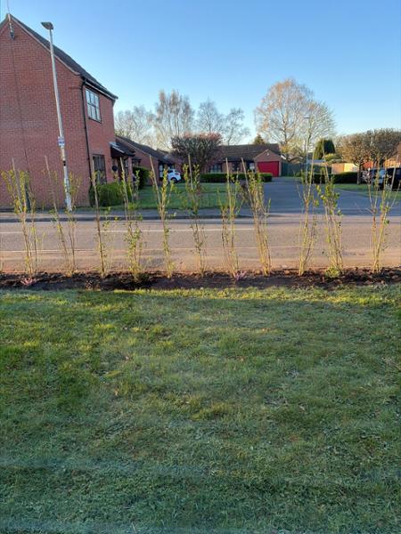 New hedge
