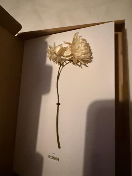Disappointing difference from Shop photo to delivered gift