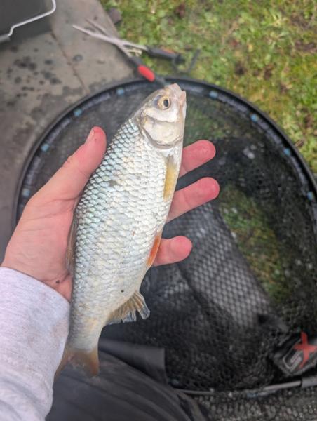 Carp products