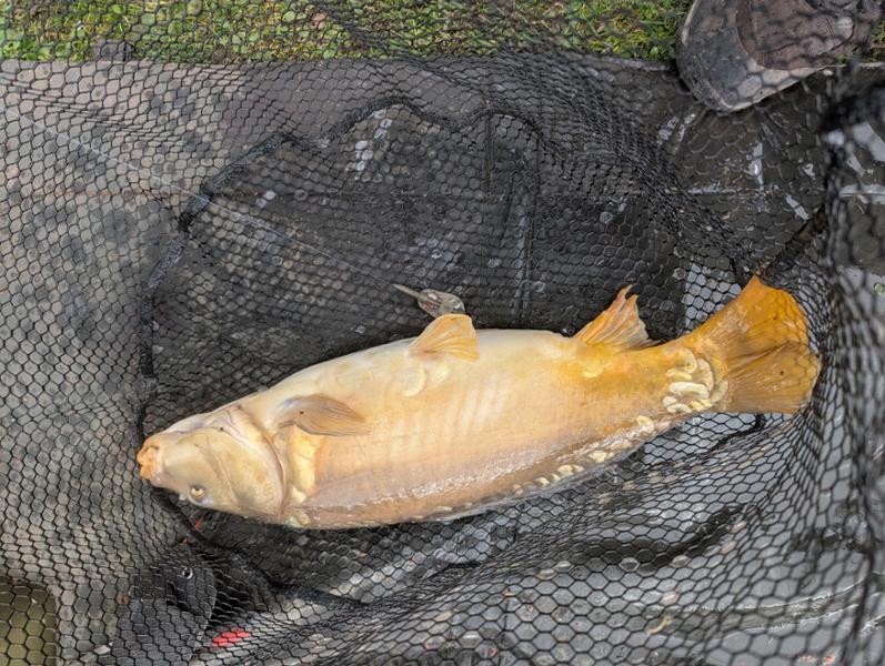 Carp products