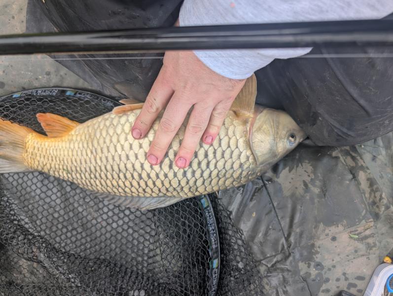 Carp products
