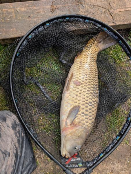 Carp products