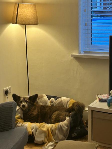 I have a Happy Dog !
