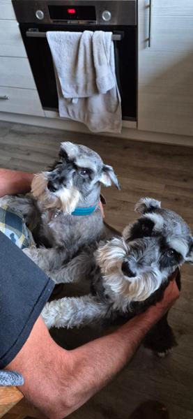 Happy healthy dogs