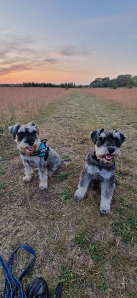 Happy healthy dogs
