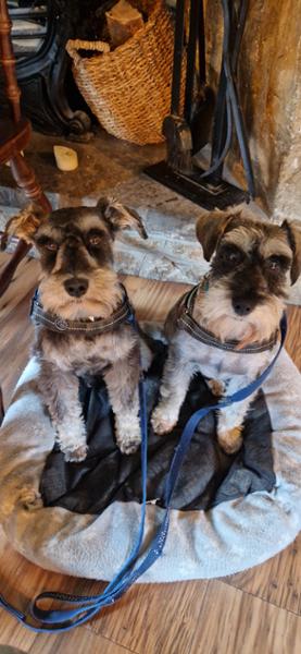 Happy healthy dogs