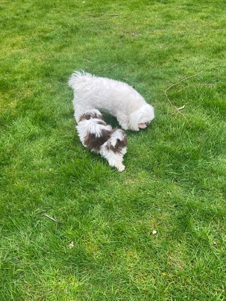 Pooch & Mutt Products