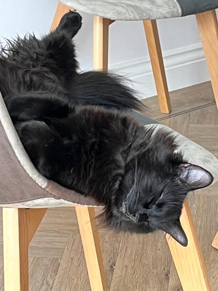 Frontline PLUS Spot On Cat