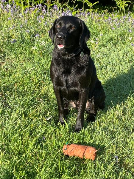 Optimum Cold Pressed Dog Food with TurmerAid 10kg