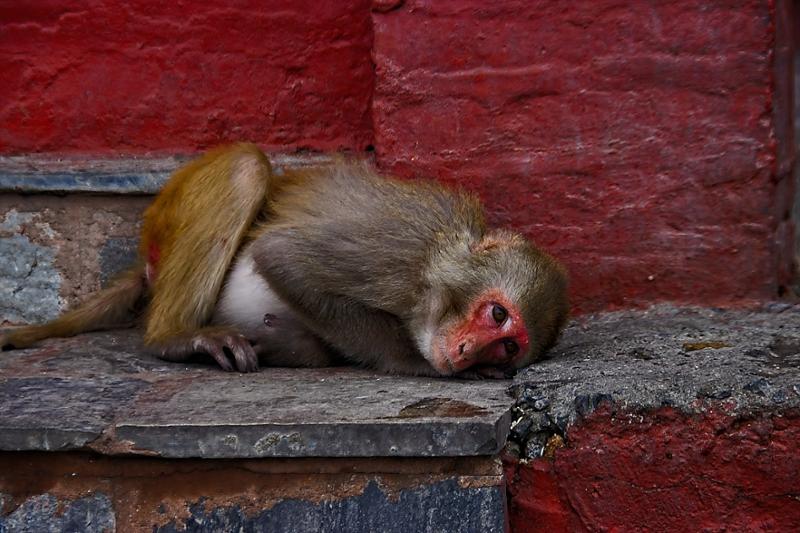 9 Day Nepal Himalayan Adventure incl. Kathmandu, Chitwan National Park, Annapurna, Seti Gorge, Entrance fees, English-speaking Guide + more.