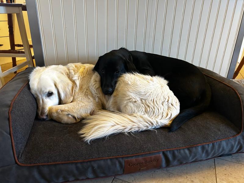 Holbury Dog Sofa Bed - Ironstone - Large - Bed with Memory Topper Mattress - George Barclay