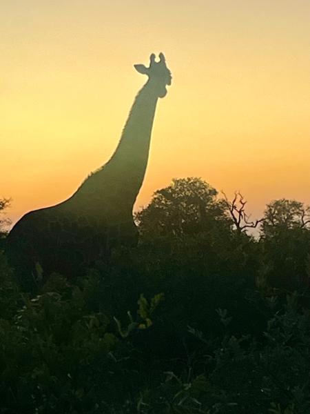 What a great way to visit South Africa.