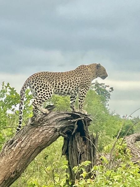 What a great way to visit South Africa.