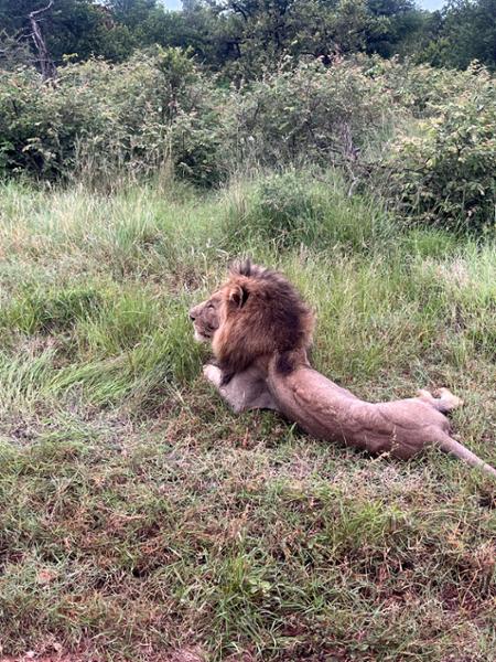 What a great way to visit South Africa.