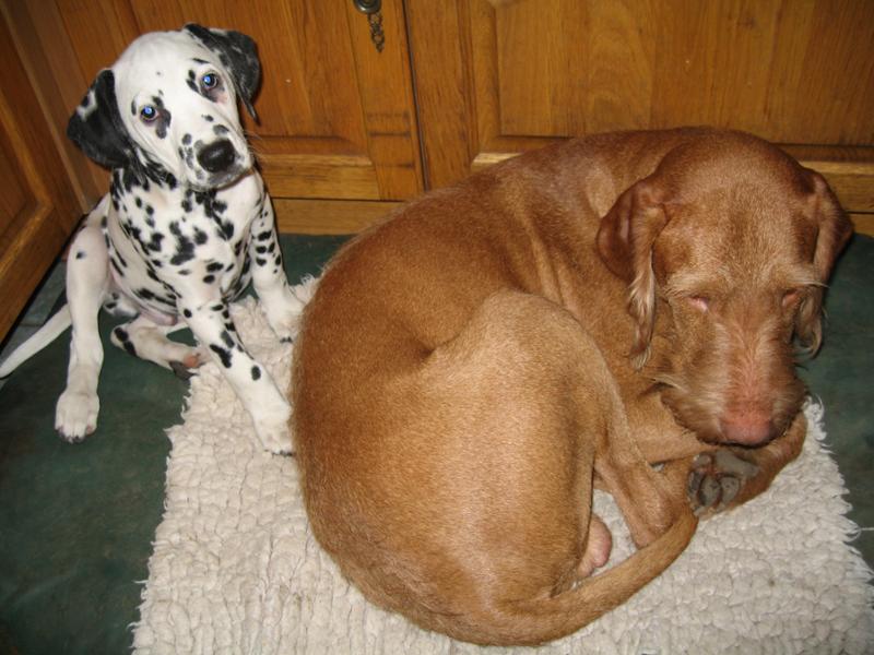 Grey Vet bedding for large & small dogs, excellent quality.