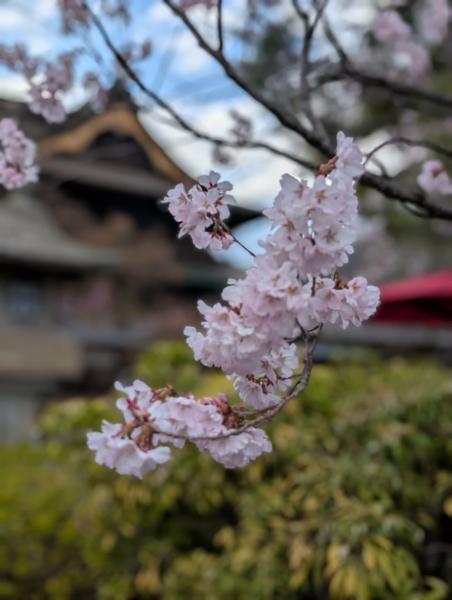 Simply Japan