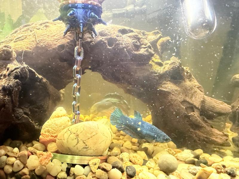 Stunning fish