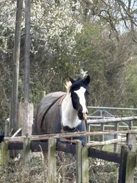 SUPPLEAZE VS Ultimate Equine Joint Supplement