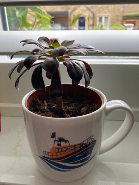 Launch a Memory Mug, Exmouth