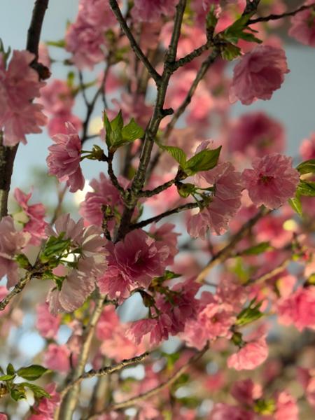 Amazing holiday in Majestic Japan
