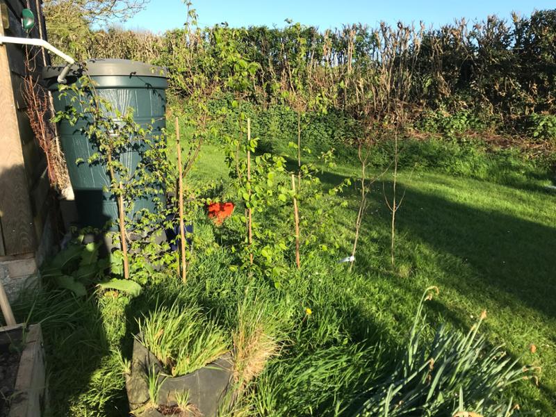 Spindle Tree Hedge Plants, Bareroot / 90/120cm