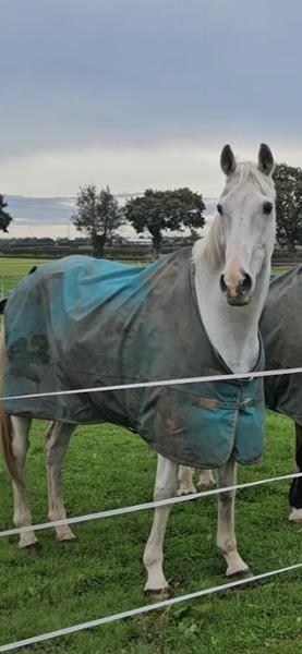 PRO-CHOICE FWS Faecal Water Supplement For Horses