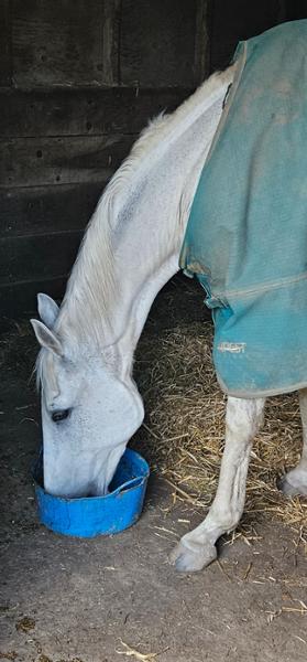 PRO-CHOICE FWS Faecal Water Supplement For Horses