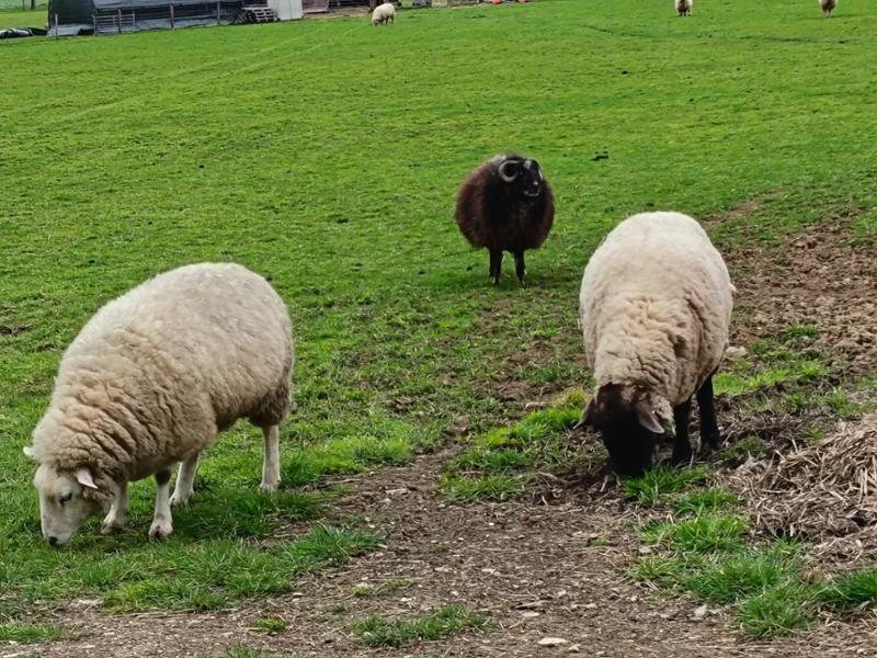 Ideal sheepy blind
